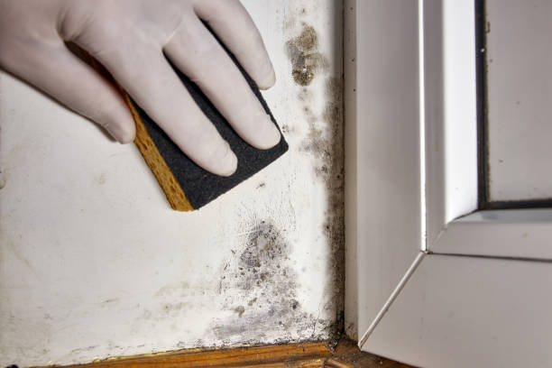 Best Emergency Mold Remediation  in Sonoma, CA